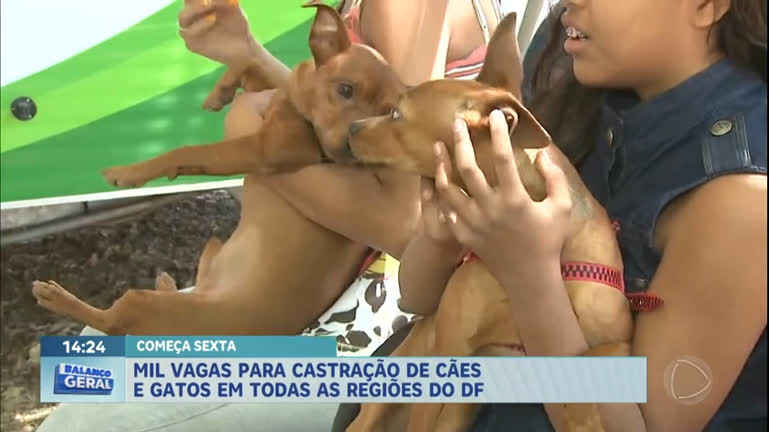 Vídeo: Governo do DF abre 1mil vagas para castração de cães e gatos