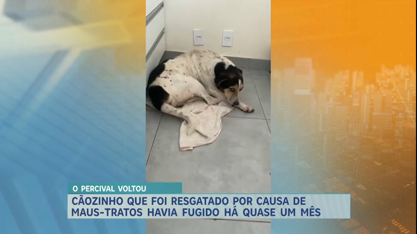 Vídeo: Cachorro desaparecido há um mês é encontrado em Santa Luzia (MG)