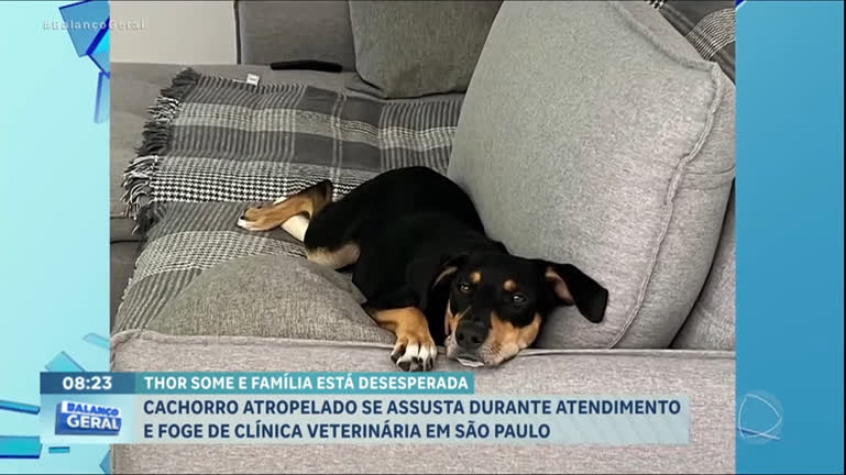 Vídeo: Cachorro se assusta e foge durante atendimento no veterinário