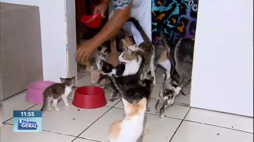 Vídeo: Governo do DF abre mais de 1mil vagas para castração de cães e gatos