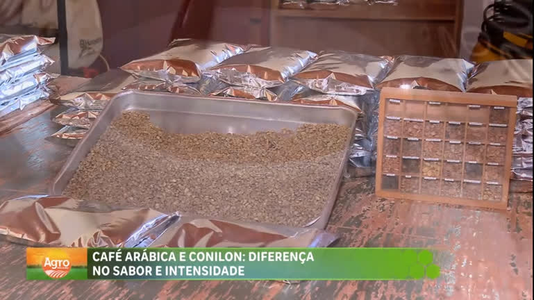 CAFÉ CONILON X CAFÉ ARÁBICA - CONHEÇA AS DIFERENÇAS 