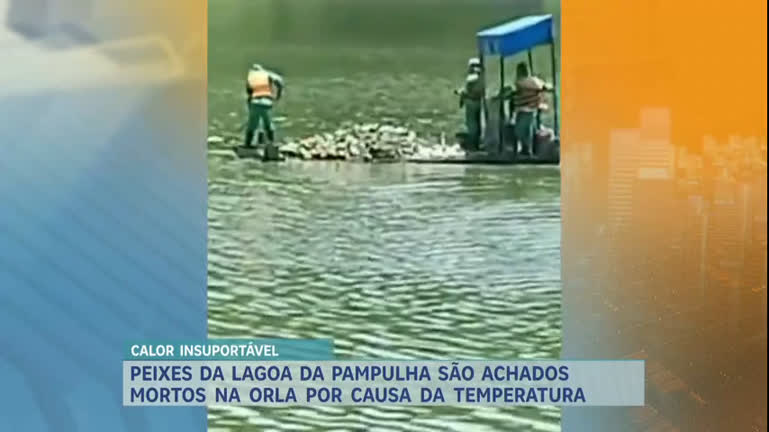 Vídeo: Peixes são encontrados sem vida na orla da Lagoa da Pampulha em meio à onda de calor em BH