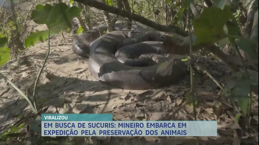 Vídeo: Mineiro faz expedição em busca de sucuris e registra encontro com sete cobras gigantes