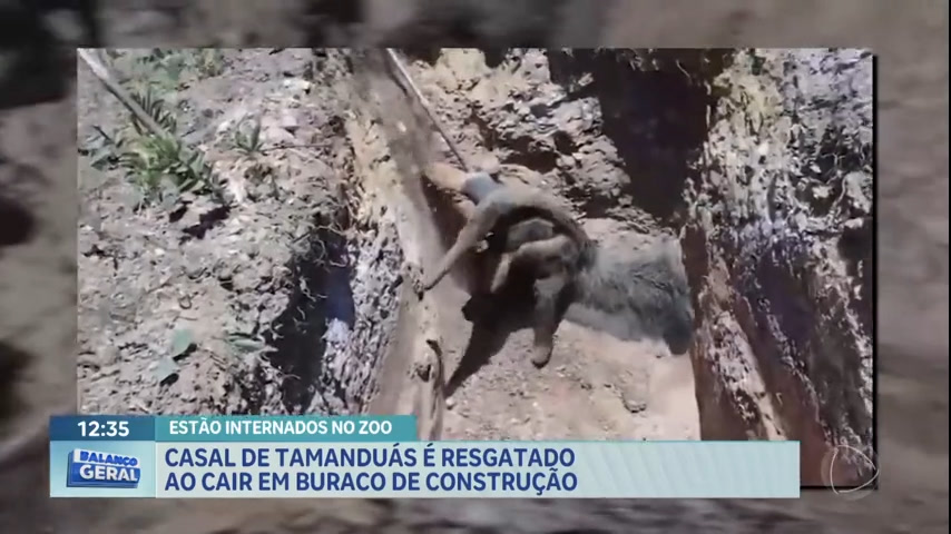Vídeo: Casal de tamanduás é resgatado ao cair em buraco de construção