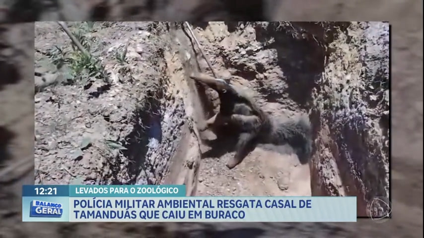 Vídeo: PM Ambiental resgata casal de tamanduás que caiu em buraco