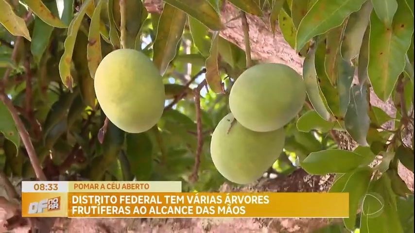 Vídeo: Distrito Federal tem várias árvores frutíferas ao alcance das mãos