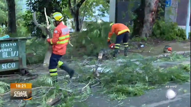 Vídeo: Árvore cai no meio da rua e interdita trânsito na Asa Sul, em Brasília