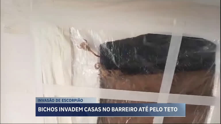 Vídeo: Escorpiões invadem casas e preocupam moradores no Barreiro em BH