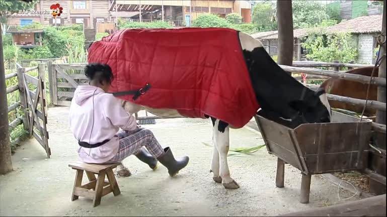 Vídeo: Em manhã fria, Márcia cuida da vaca Mimosa e Radamés põe cavalo Colorado para correr | A Fazenda 15