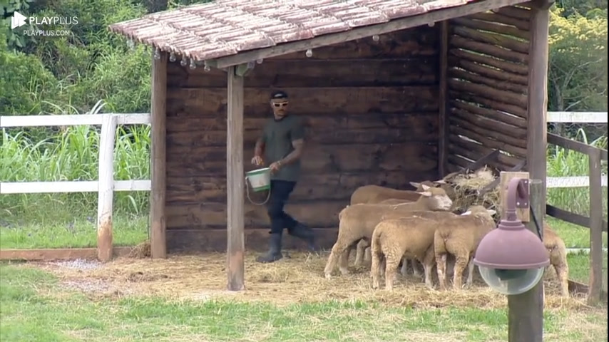 Vídeo: Yuri conversa com os porcos e as ovelhas durante o trato dos animais | A Fazenda 15