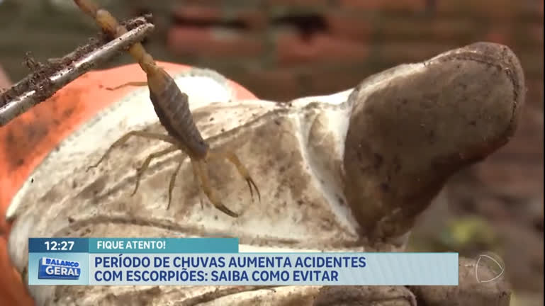 Vídeo: Período de chuvas aumenta acidentes com escorpiões no DF