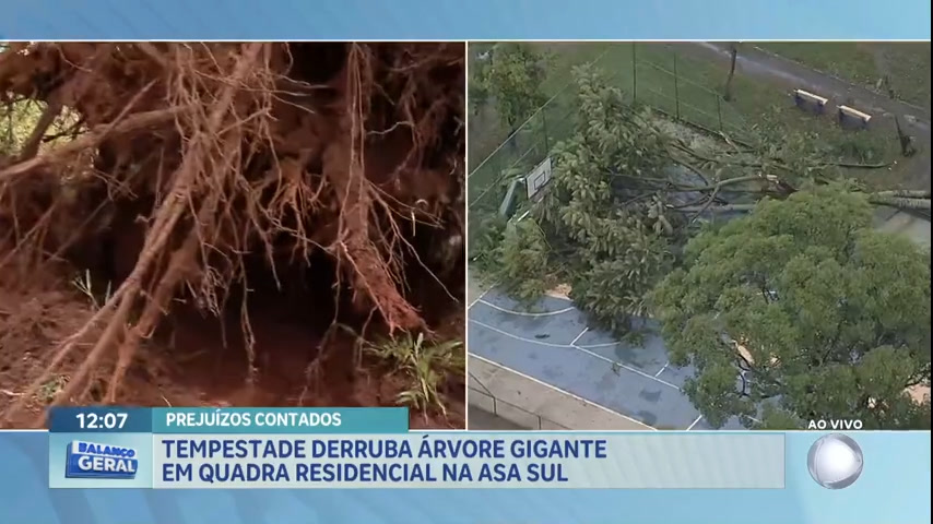 Vídeo: Chuvas derrubam árvore na Asa Sul e causam transtornos no DF