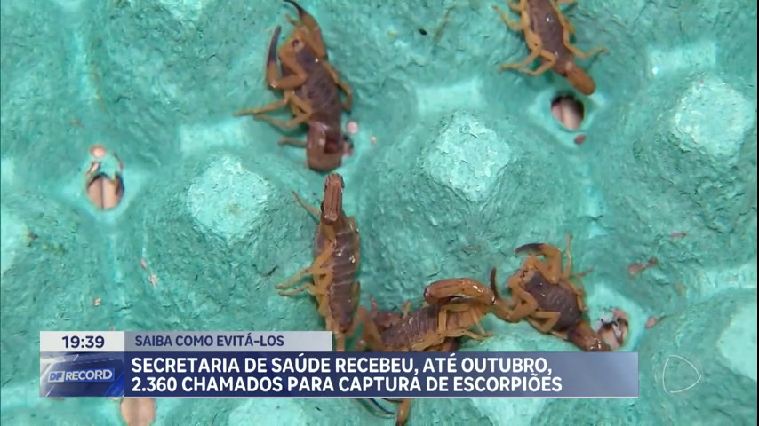 Vídeo: Saúde recebeu 2.360 chamados de captura de escorpião no DF
