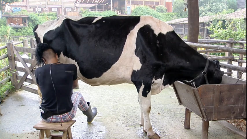 Vídeo: Márcia Fu conversa com a vaca: "Tá tudo bem, Mimosa?" | A Fazenda 15