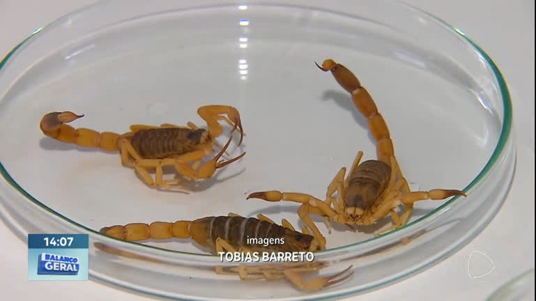 Vídeo: Saúde já recebeu mais de 2 mil chamados para captura de escorpiões