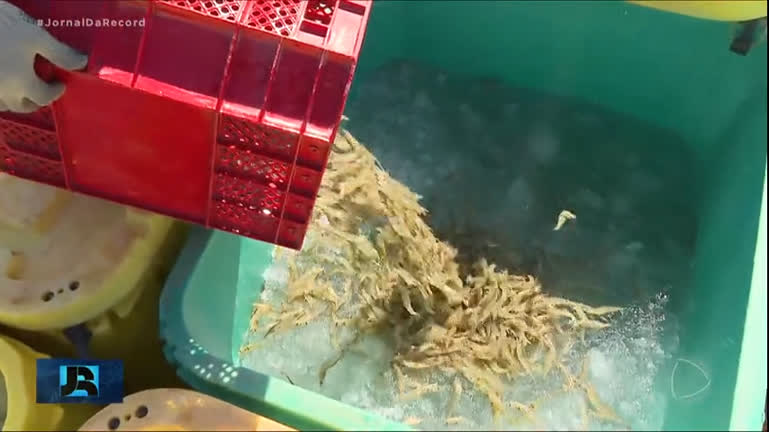 Vídeo: Pesca Brasil : Veja como funciona o cultivo de camarões em piscinas de água salgada no Ceará