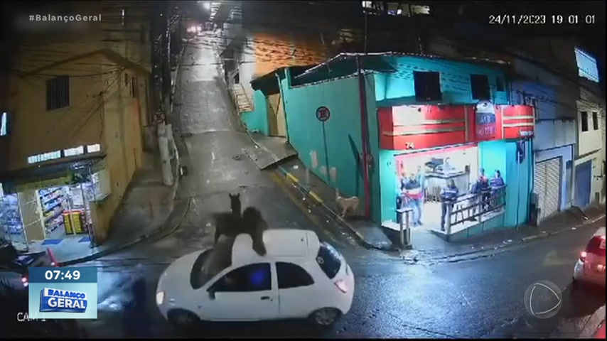 Vídeo: Égua e cavalo escorregam e danificam carro estacionado em rua de SP