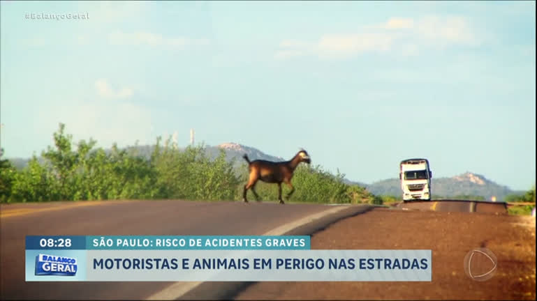 Vídeo: Invasão de animais ameaça motoristas em rodovias de São Paulo