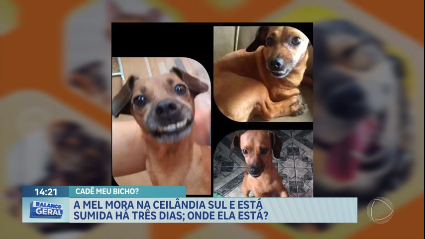 Vídeo: Família procura cachorrinha desaparecida na Ceilândia Sul