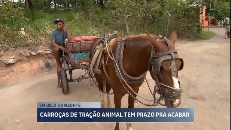 Vídeo: Lei estabelece prazo para proibir carroças de tração animal em BH