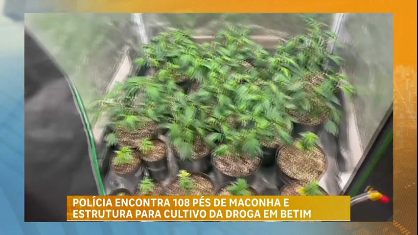 Vídeo: Polícia encontra 108 pés de maconha e estrutura para cultivo da droga na Grande BH