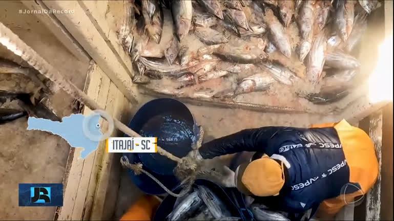 Vídeo: Pesca Brasil: Pescadores passam semanas em alto-mar em busca de atum, um peixe muito valioso
