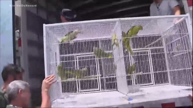 Vídeo: PF e Ibama resgatam 30 aves com risco de extinção de cativeiro clandestino no Rio de Janeiro