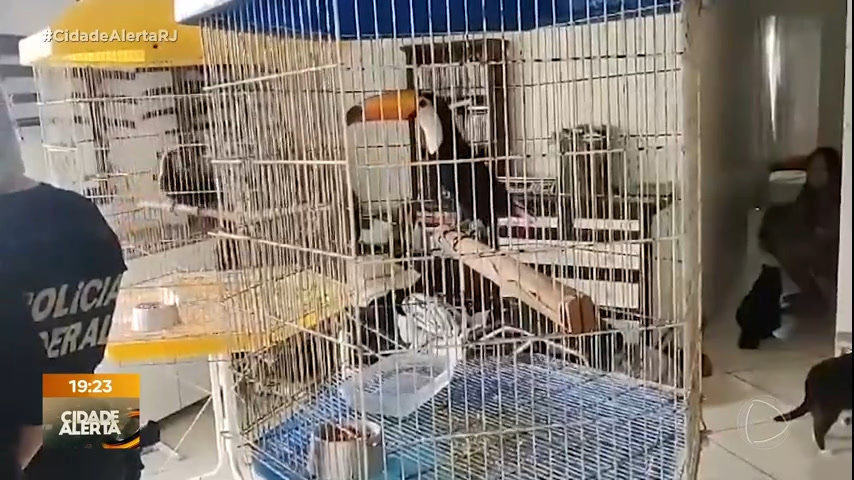 Vídeo: Biólogo é preso no Rio em ação que apreendeu 30 aves em cativeiro