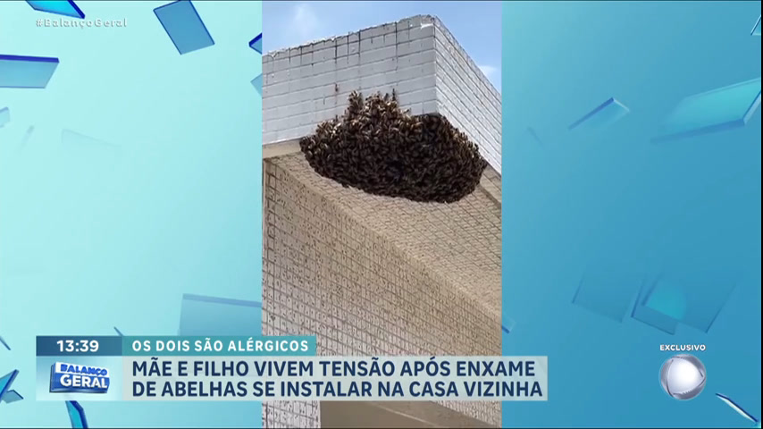 Vídeo: Enxame de abelhas pousa em fachada de casa na zona leste de São Paulo