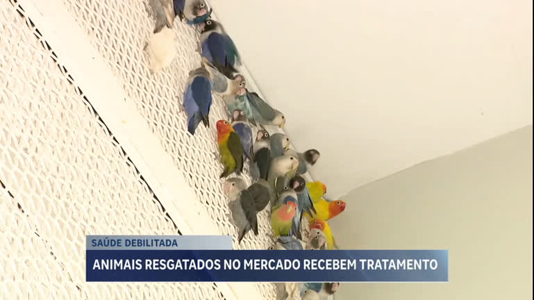 Vídeo: Animais doentes resgatados no Mercado Central de BH são encaminhados para tratamento