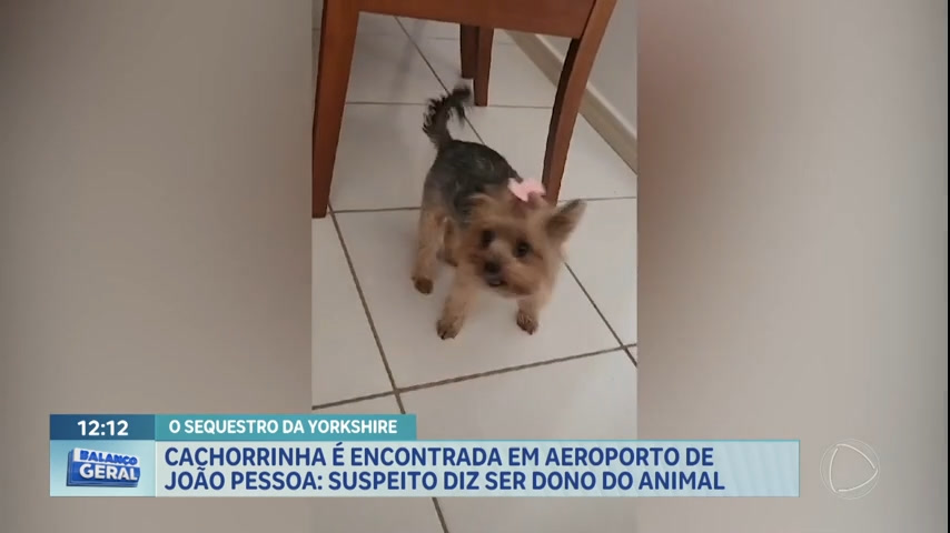 Vídeo: Cachorrinha roubada é encontrada em aeroporto de João Pessoa
