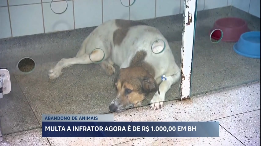 Vídeo: Multa por maus-tratos e abandono a animais será de R$ 1.000 em BH