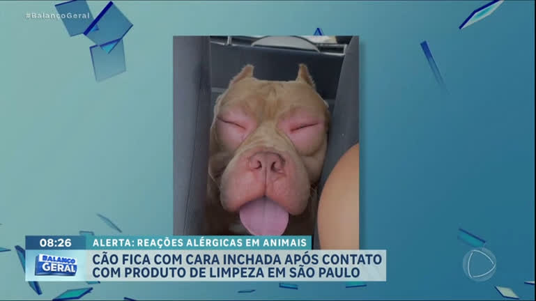 Tosador gera polêmica ao pintar cães para transformar visual dos animais -  RecordTV - R7 Balanço Geral