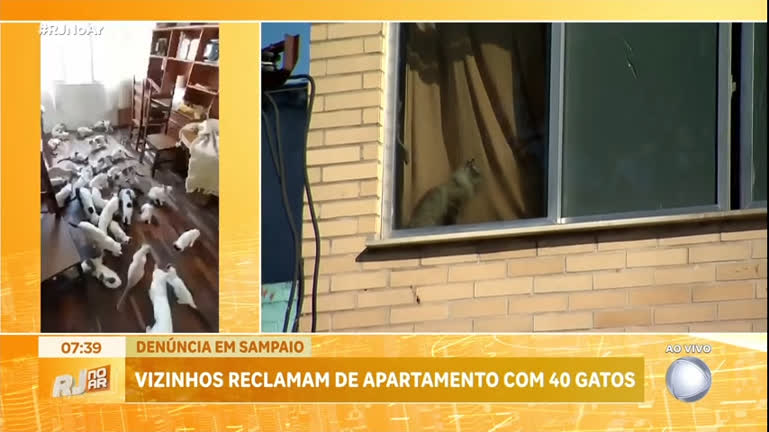 Vídeo: Vizinhos reclamam de apartamento com mais de 40 gatos em situação precária no Rio
