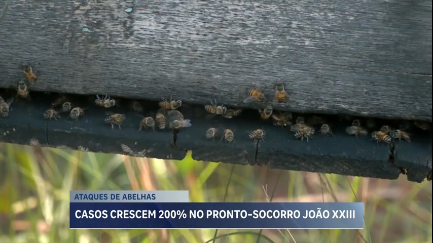 Vídeo: Morte de idoso atacado por abelhas em Vespasiano (MG) acende alerta