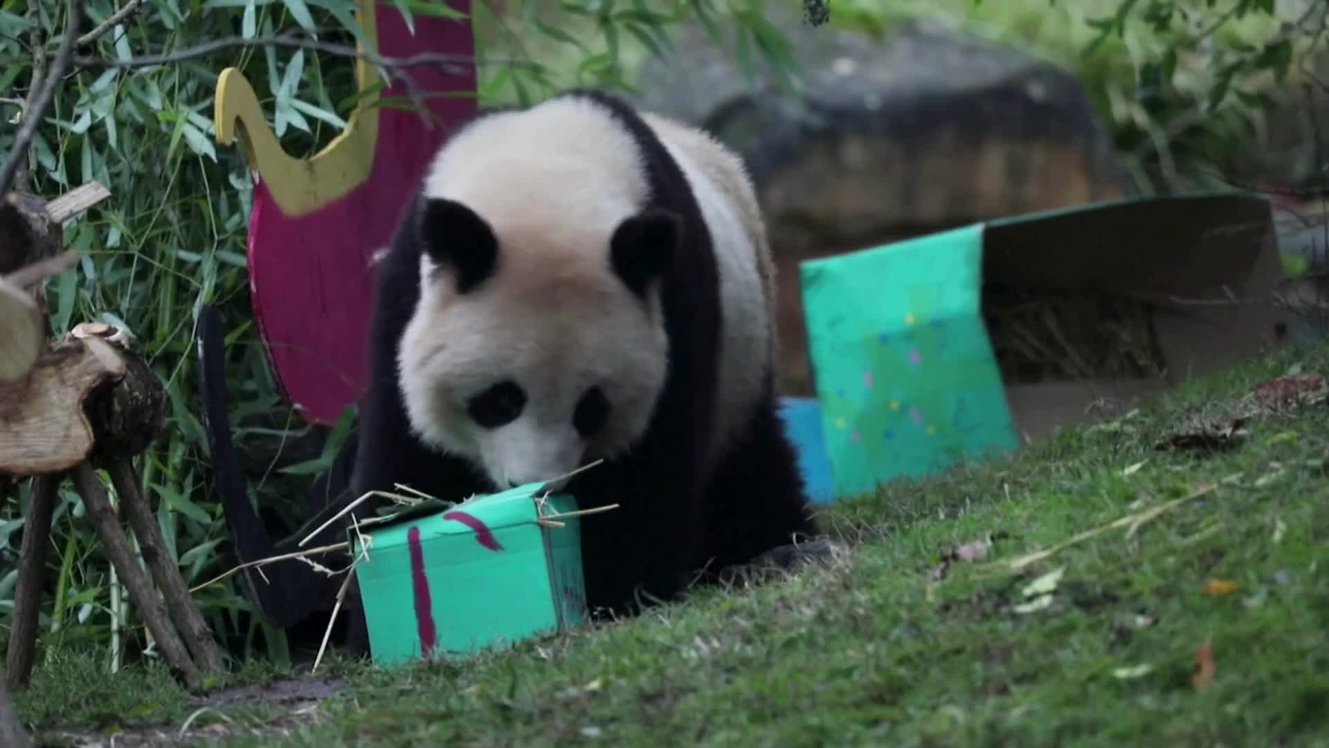 Vídeo: Pandas e orangotangos esbanjam felicidade ao ganhar presentes (de comer) de Natal