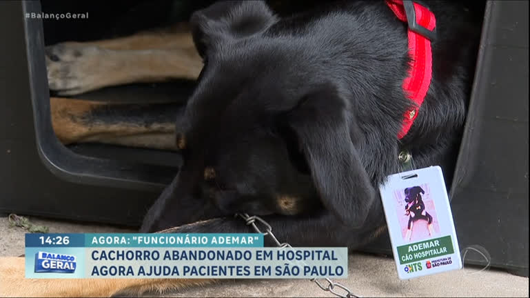 Vídeo: 'Cãoterapia': cachorro adotado por hospital de SP ajuda pacientes a se sentirem bem