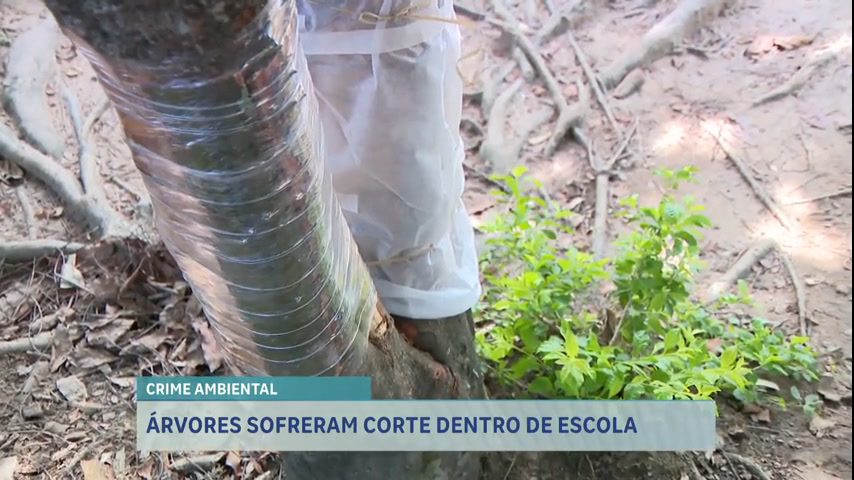 Vídeo: Funcionários se revoltam com cortes de árvores em colégio de Esmeraldas (MG)