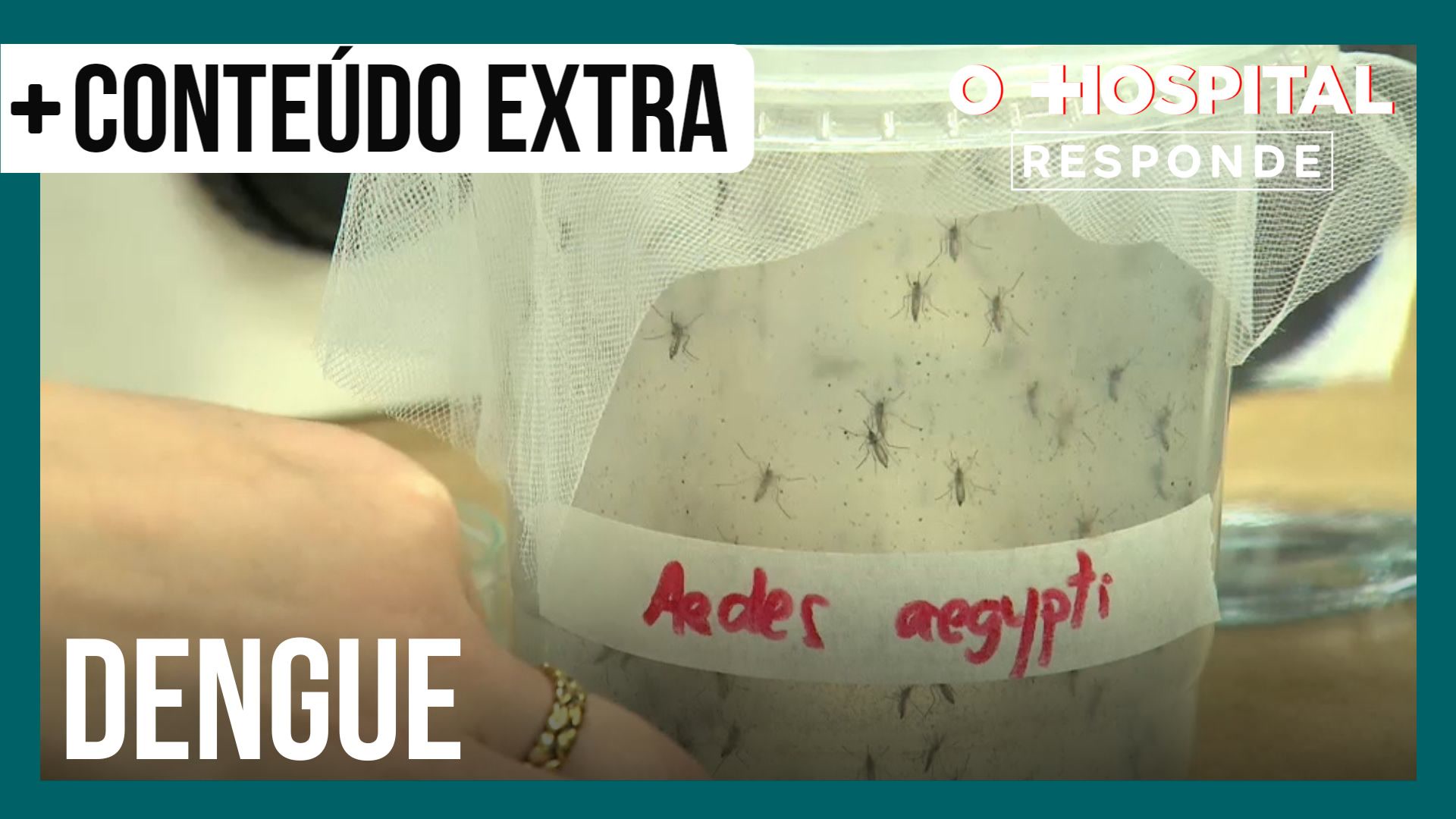 Vídeo: Infectologista explica a diferença entre a dengue clássica e a hemorrágica | O Hospital Responde