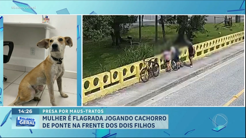 Vídeo: Mulher é flagrada jogando cachorro de ponte; cãozinho sobrevive e volta sozinho para casa