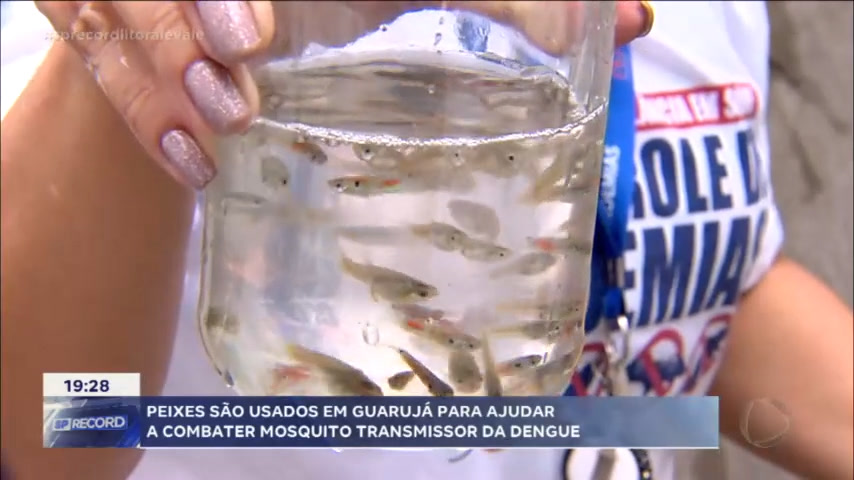 Vídeo: Peixes barrigudinhos são usados para eliminar focos de dengue