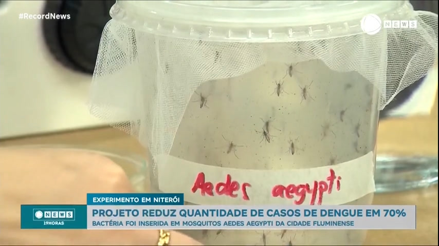 Bactéria inserida em mosquitos da dengue reduzem casos em até 70%