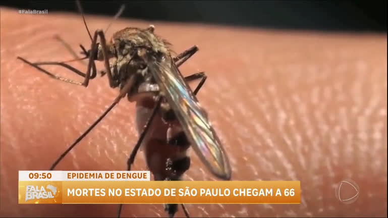 Mortes por dengue chegam a 66 em SP