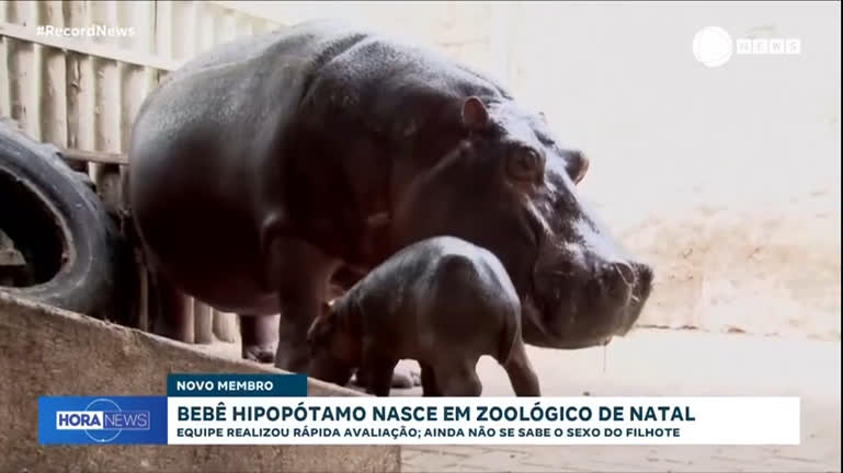 Vídeo: Bebê hipopótamo nasce em zoológico de Natal; veja vídeo