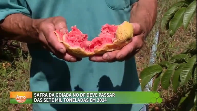 Vídeo: Safra da goiaba no DF deve passar das sete mil toneladas em 2024