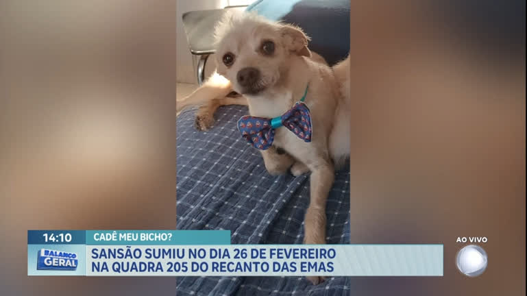 Vídeo: Dona pede ajuda para encontrar cachorro desaparecido no Recanto das Emas