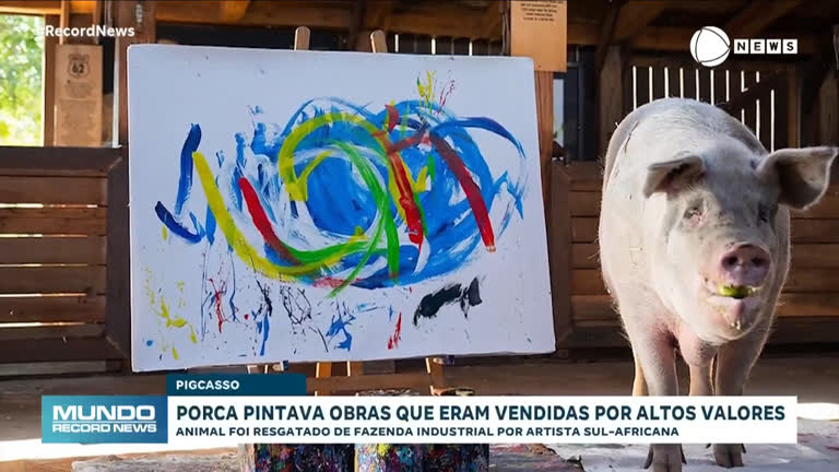 Vídeo: Obras da porca 'Pigcasso' viram itens de colecionador após sua morte