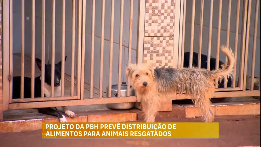 Vídeo: Projeto da prefeitura prevê distribuição de alimentos para animais resgatados de BH