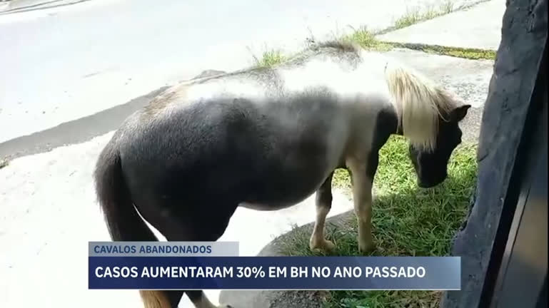 Vídeo: Abandono de cavalos nas ruas de BH aumenta 30% em um ano