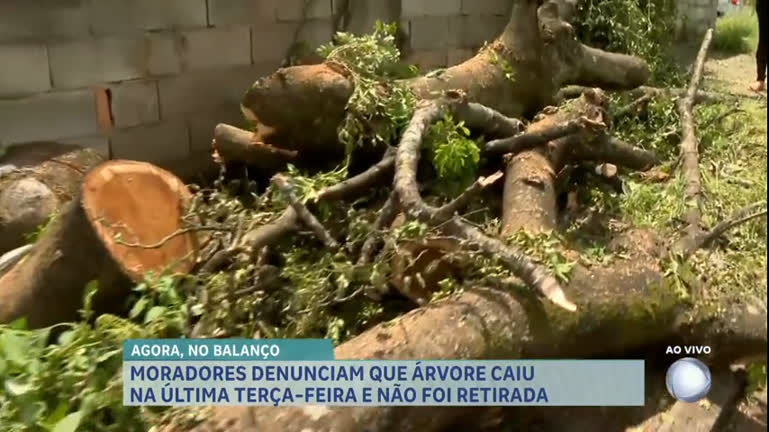 Vídeo: Moradores denunciam demora na retirada de árvore caída em BH